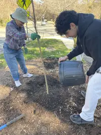 Planting trees